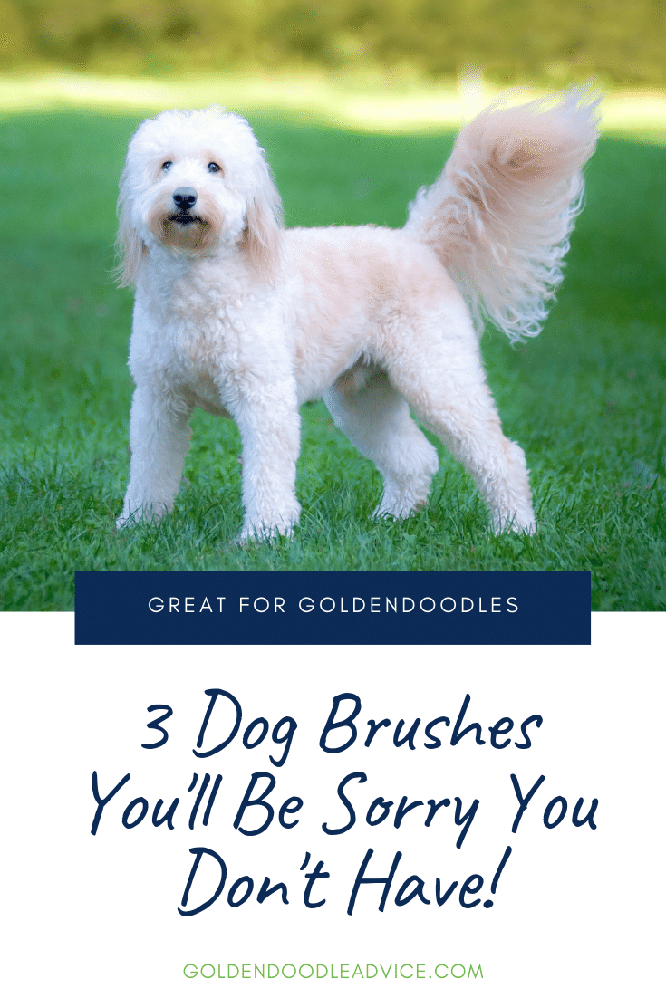 3 Dog Brushes You'Ll Be Sorry You Don'T Own!