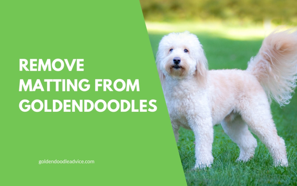 Goldendoodles Goldendoodle Advice