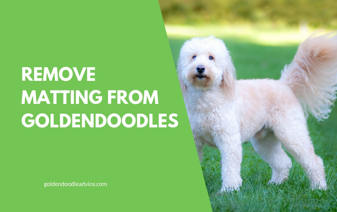 How To Prevent Goldendoodle Matting: 3 Must Own Dog Brushes