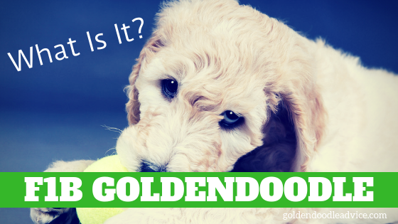 What Is An F1B Goldendoodle