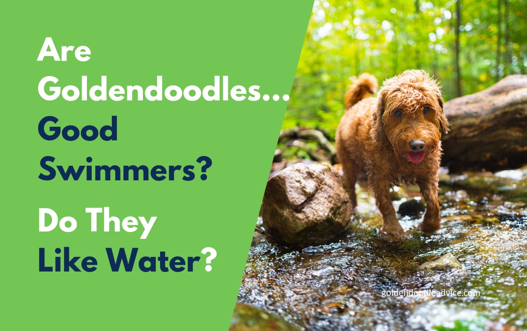 Are Goldendoodles Good Swimmers