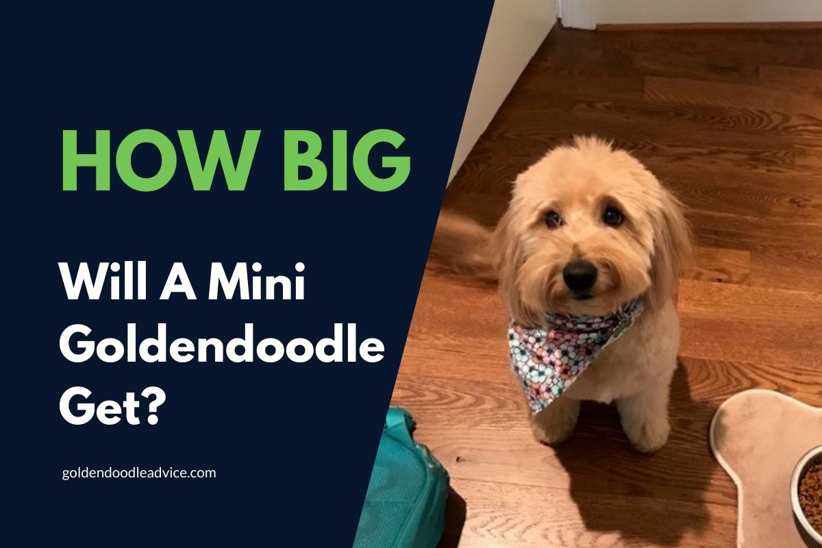 Full Grown Mini Goldendoodle | How Big Do They Get?