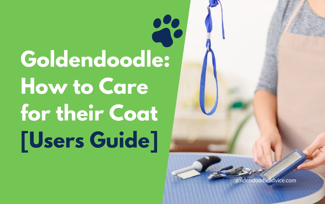 How To Care For A Goldendoodle Coat: Grooming, Brushing And Costs [Users Guide]