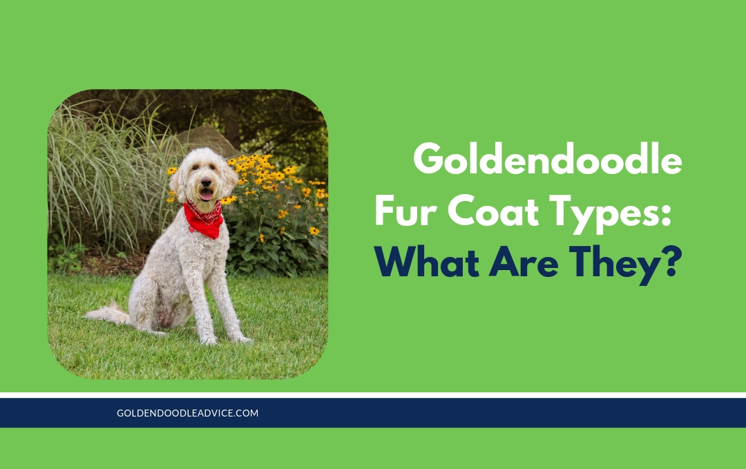 3 Types Of Goldendoodle Coats