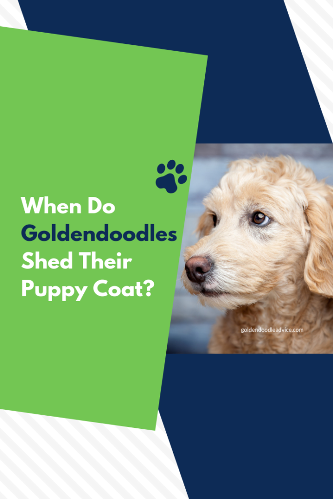 When Do Goldendoodles Lose Their Puppy Coat, When Do Goldendoodles Shed Their Puppy Fur, When Do Goldendoodles Lose Their Puppy Fur