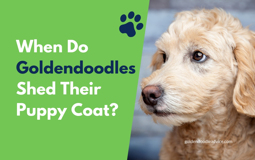 When Do Goldendoodles Shed Their Puppy Coat