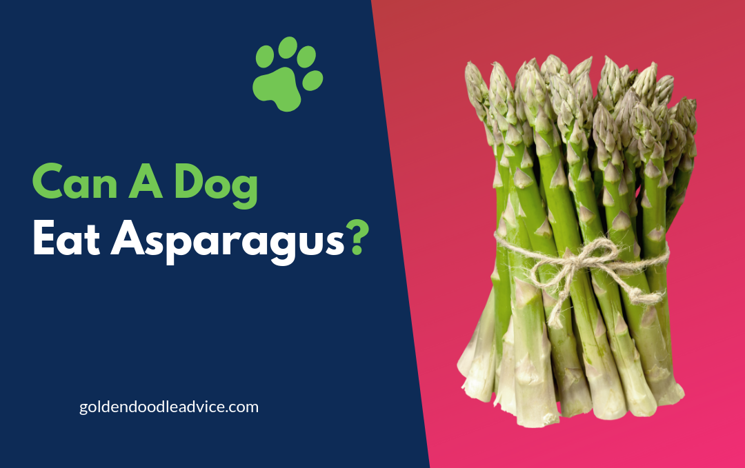 Can Dogs Eat Asparagus?