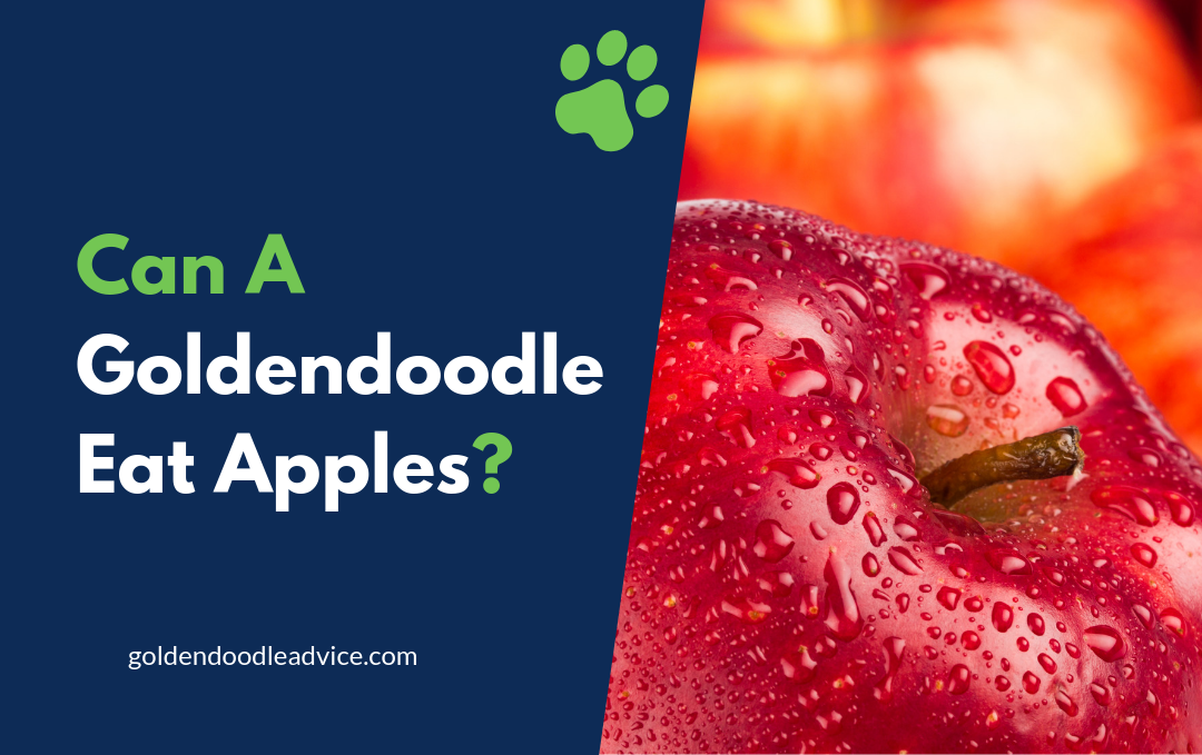 Can A Goldendoodle Eat Apples?