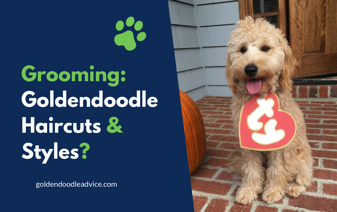 Grooming - Goldendoodle Haircuts &Amp;Amp; Styles [With Pictures]