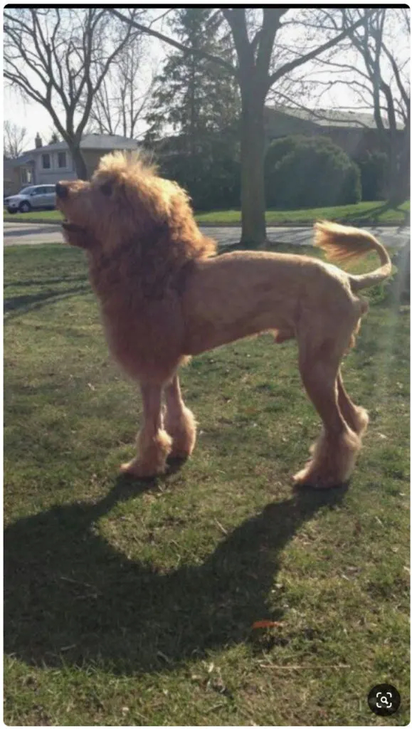 7 Creative Haircuts Goldendoodle Haircuts [With Pictures] 5