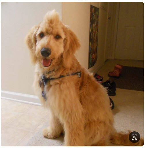 7 Creative Haircuts Goldendoodle Haircuts [With Pictures] 4