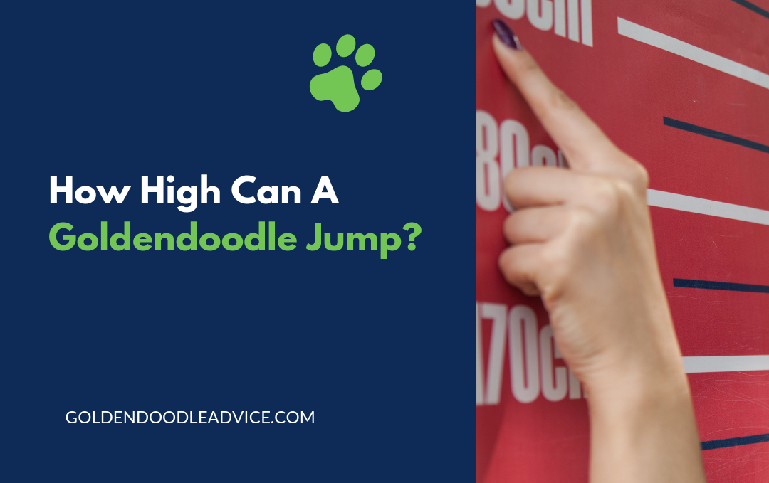 How High Can A Goldendoodle Jump?