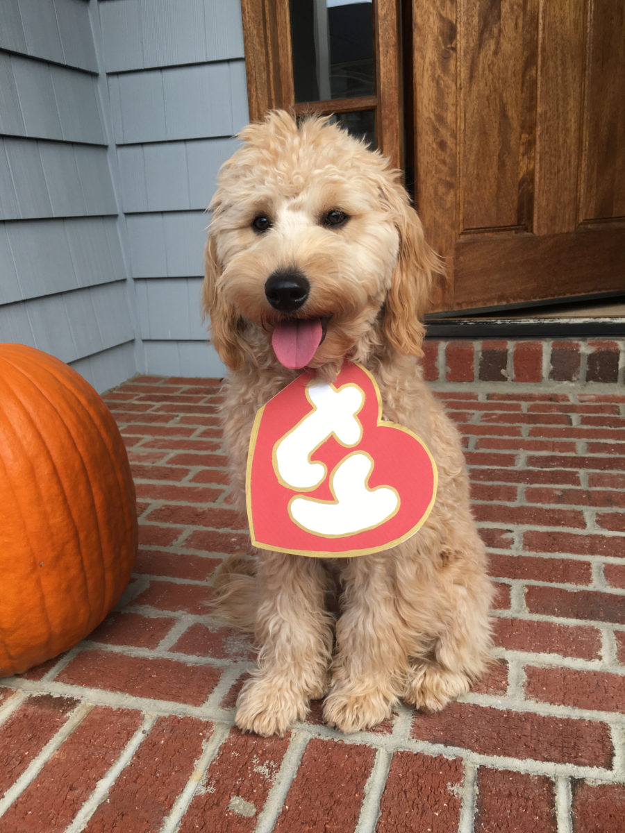 Goldendoodle Beanie Boo Halloween