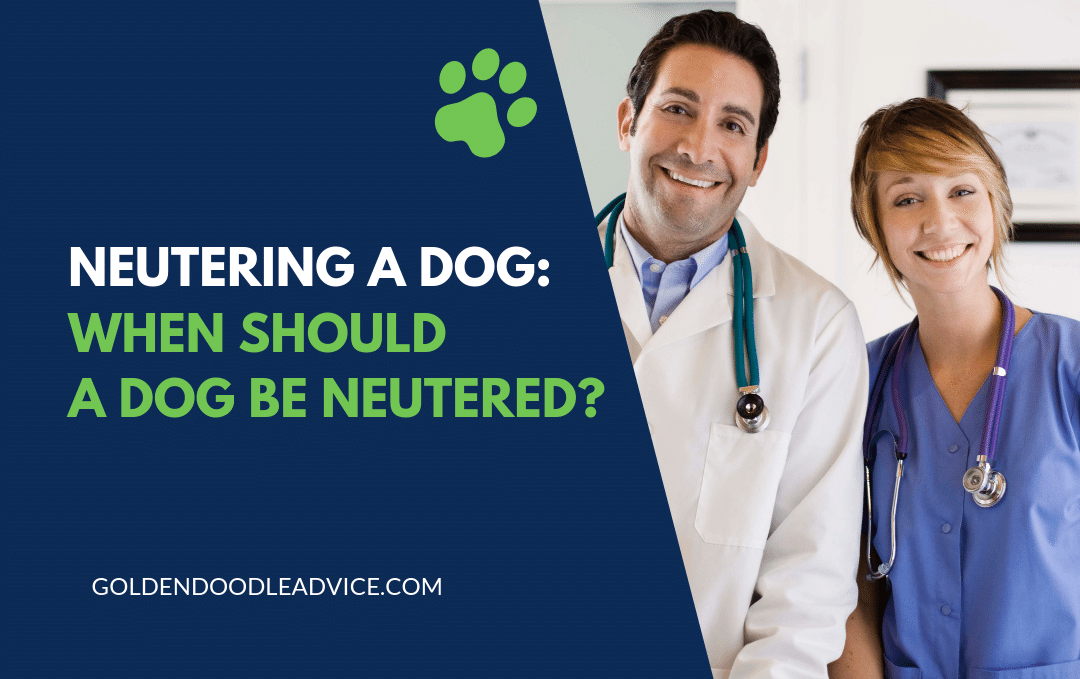 Neutering A Dog: When Should A Goldendoodle Be Neutered?