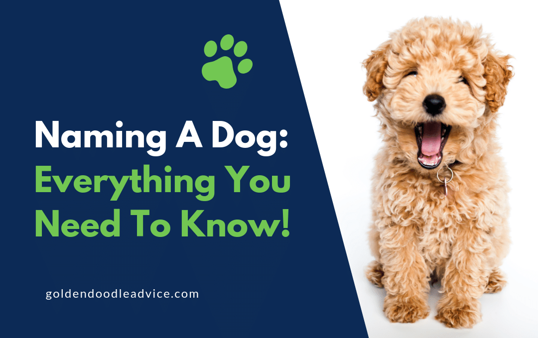 Everything You Need To Know About Naming Or Renaming A Dog!