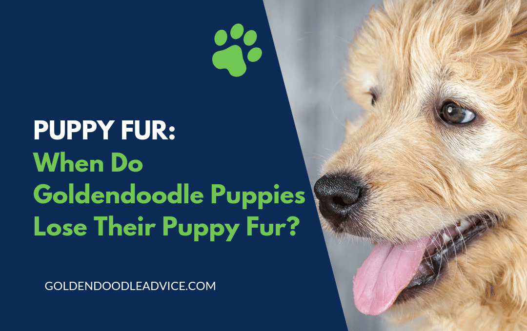 Puppy Fur - When Do Goldendoodle Puppies Lose Their Puppy Fur?
