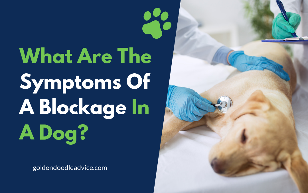 Dog Intestinal Blockage: What Are The Symptoms?