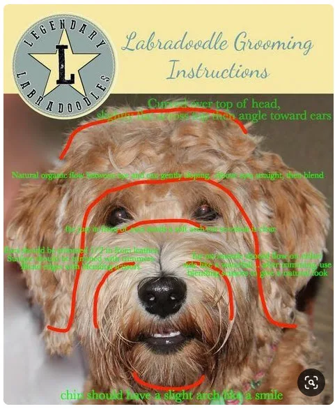 Goldendoodle Grooming And Haircuts