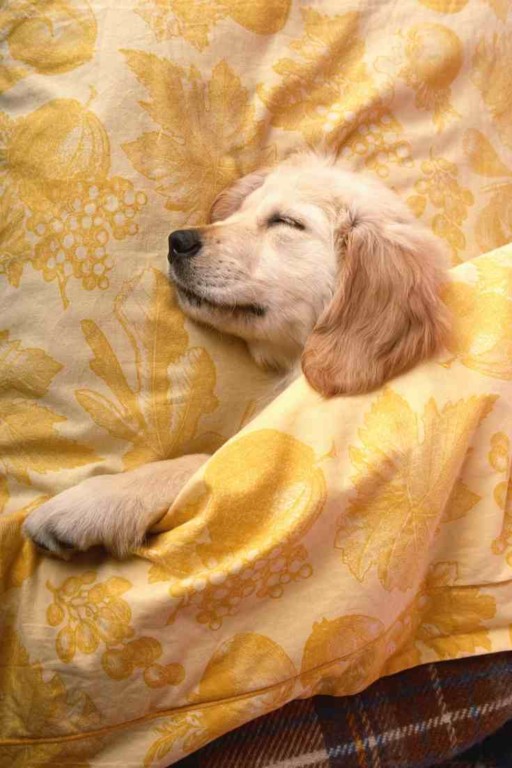 How Long do Goldendoodles Sleep at Night? When do Puppies Sleep Through