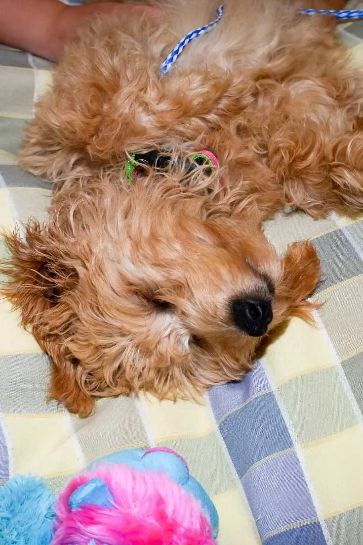 Goldendoodle Must Haves: Veterinarian-Approved Must-Haves For Your New Goldendoodle Puppy 3 Why Do Dogs Sleep On Their Backs