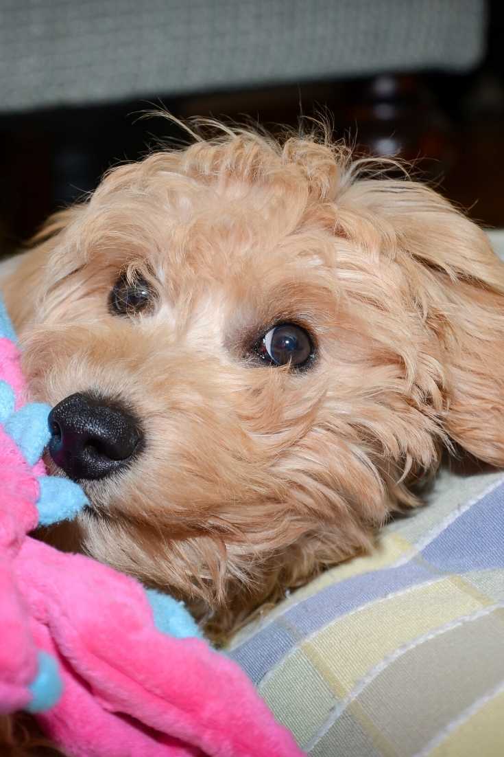 Mini Goldendoodle F2