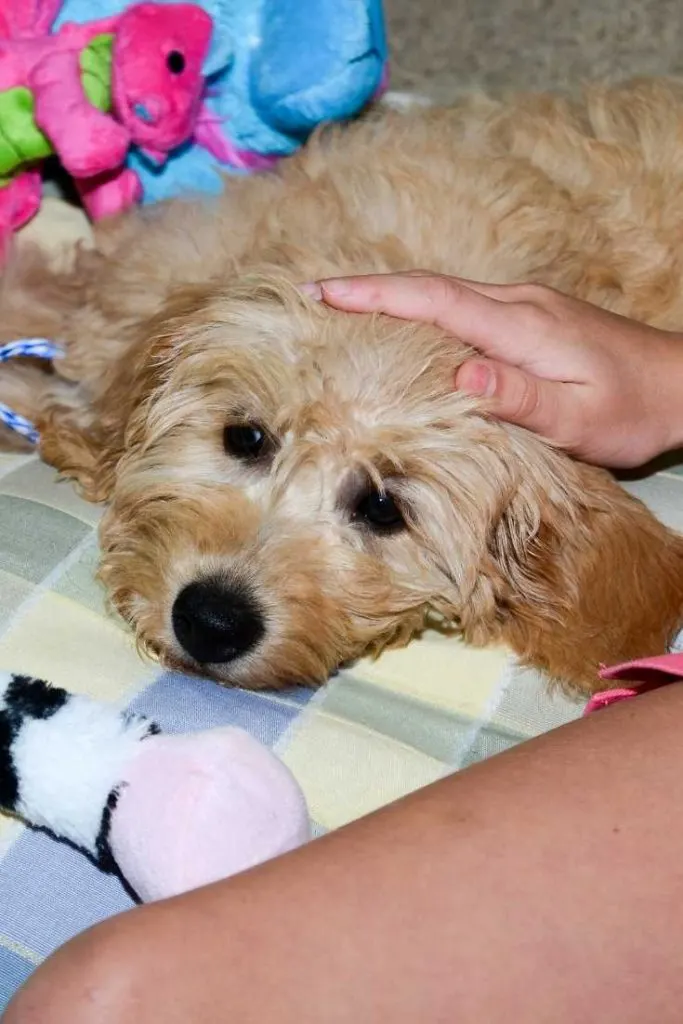 Are Mini Goldendoodles Lapdogs? 1 Are Mini Goldendoodles Good Lapdogs? #Doodles #Dogs #Puppies