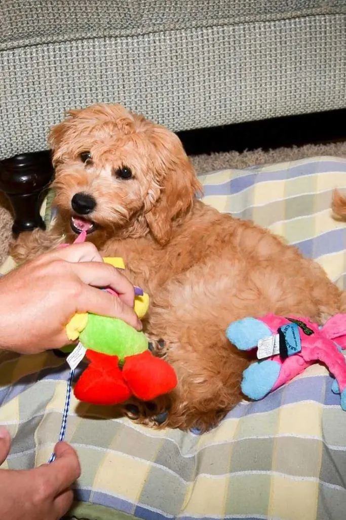 When Do Goldendoodles Shed Their Puppy Fur? 1 When Do Goldendoodles Shed Their Puppy Fur