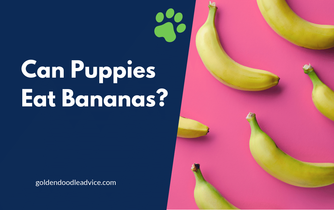 Can Puppies Eat Bananas