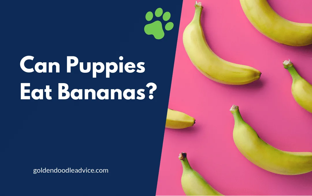 Can Puppies Eat Bananas