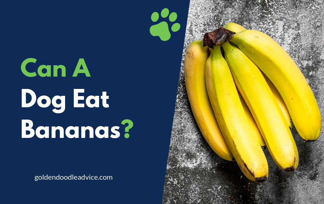 Can Dogs Eat Bananas?