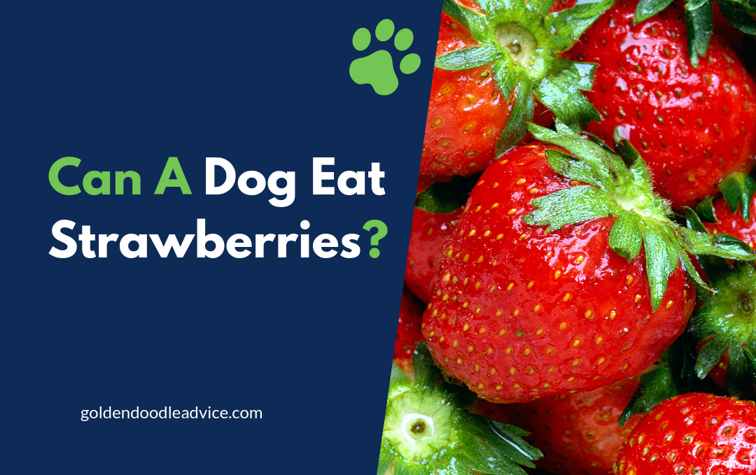 Can Dogs Eat Strawberries?