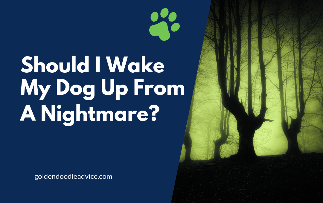 Should I Wake My Dog Up From A Dream? What About A Nightmare?