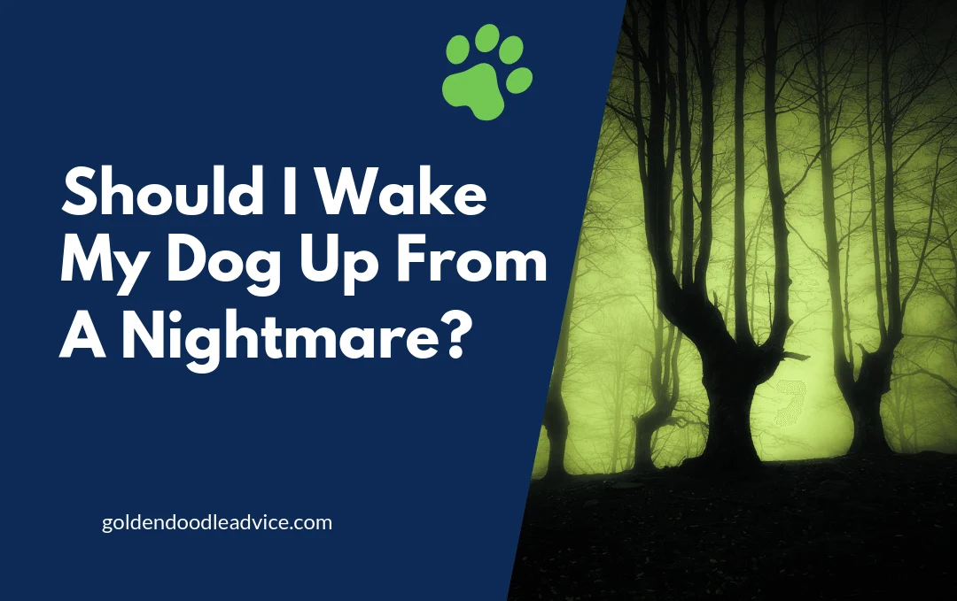 Should I Wake My Dog Up From A Dream? What About A Nightmare? 2 Should I Wake My Dog Up From A Nightmare?