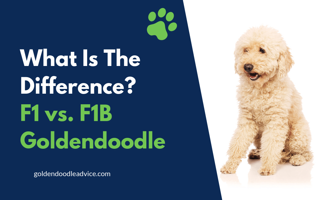 What’S The Difference Between An F1 And F1B Goldendoodle?