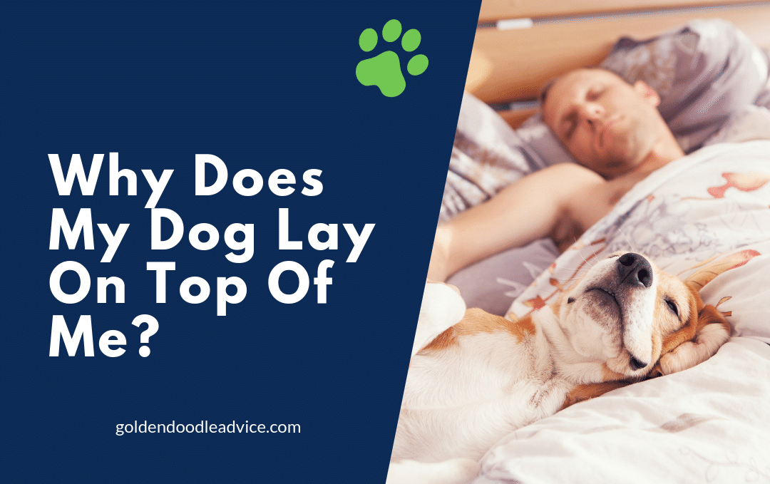 Why Does My Dog Lay On Top Of Me?