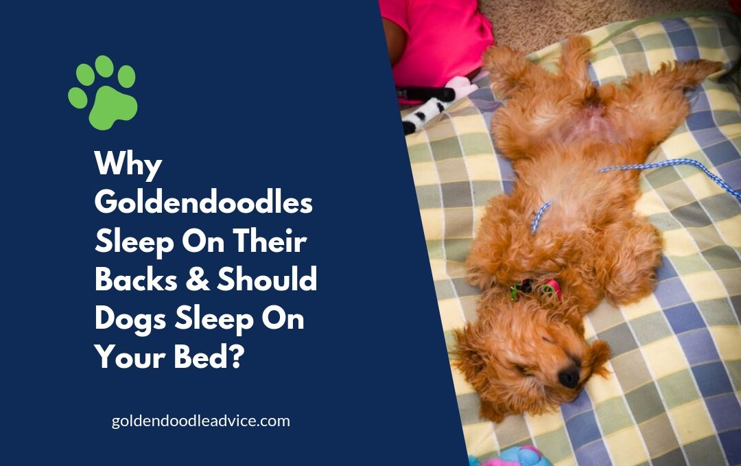 Why Do Goldendoodles Sleep On Their Backs?