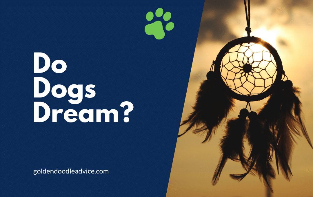 Do Dogs Dream Like Humans And Have Nightmares