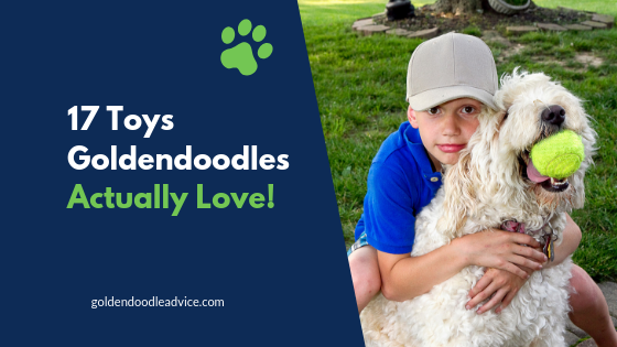 17 Toys Goldendoodles Actually Love!