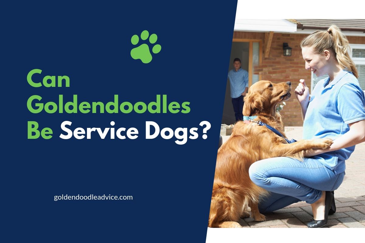 Can Goldendoodles Be Service Dogs?