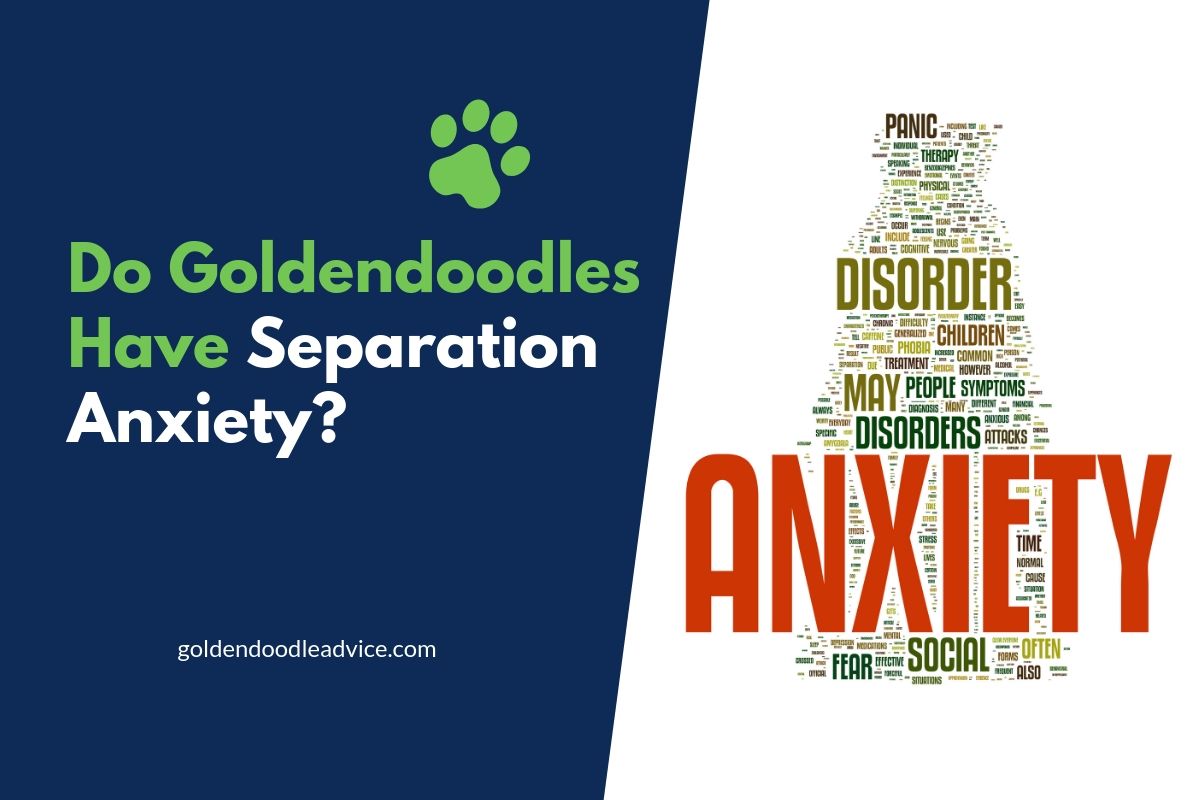 Do Goldendoodles Have Separation Anxiety?