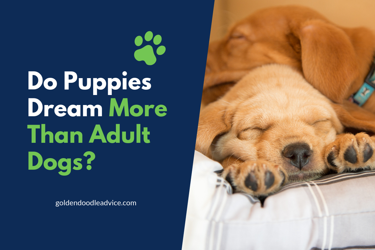 Do Puppies Dream More Than Adult Dogs?