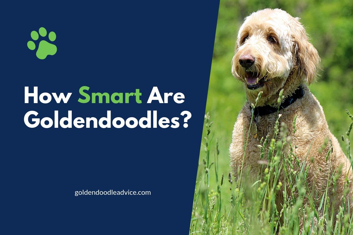 How Smart Are Goldendoodles?