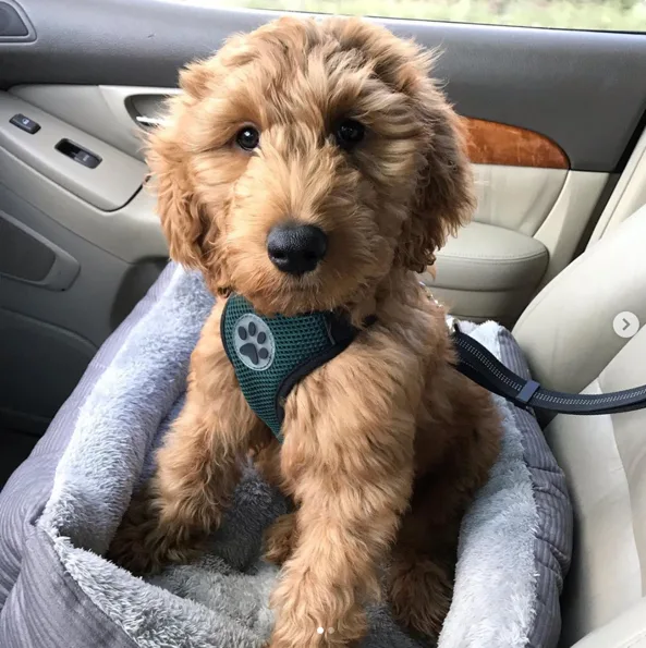 42 Doodle Photos Guaranteed To Make You Smile! 23