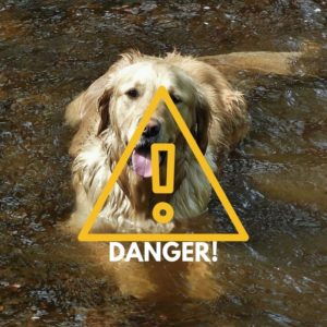 Warning For Dogs Swimming In Lakes