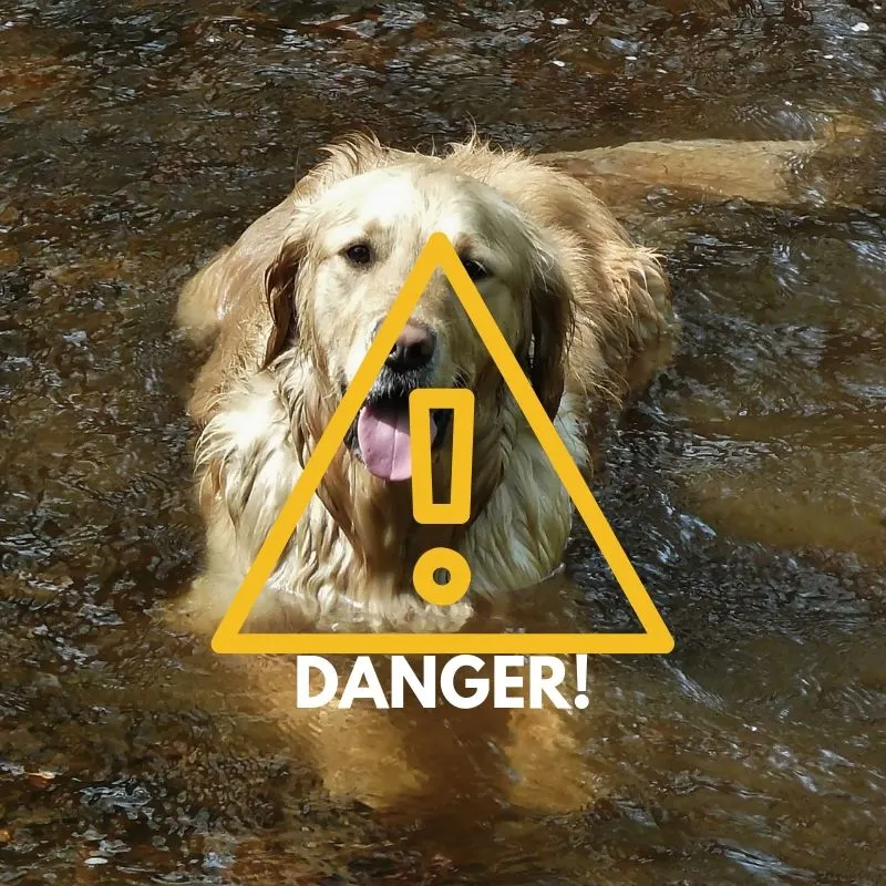 Don’t Take Your Dog Swimming Until You Read This Warning! 2 Don’t Take Your Dog Swimming Until You Read This Warning!What Is Blue-Green Algae?