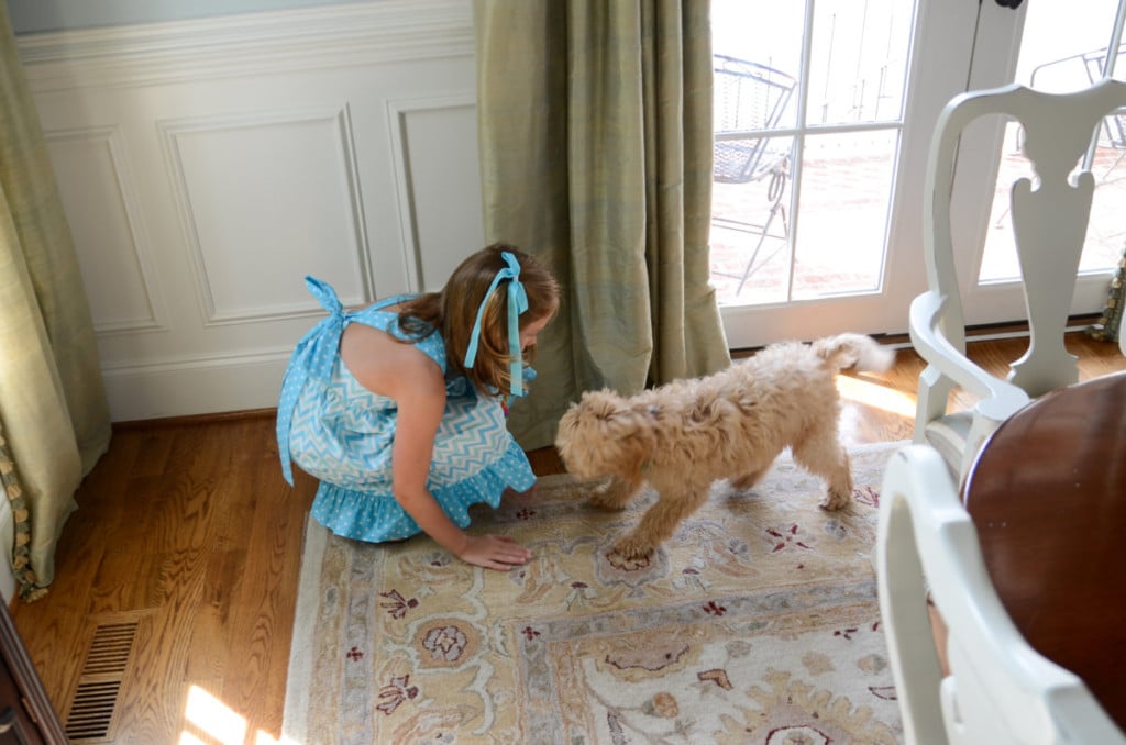 Training A Goldendoodle