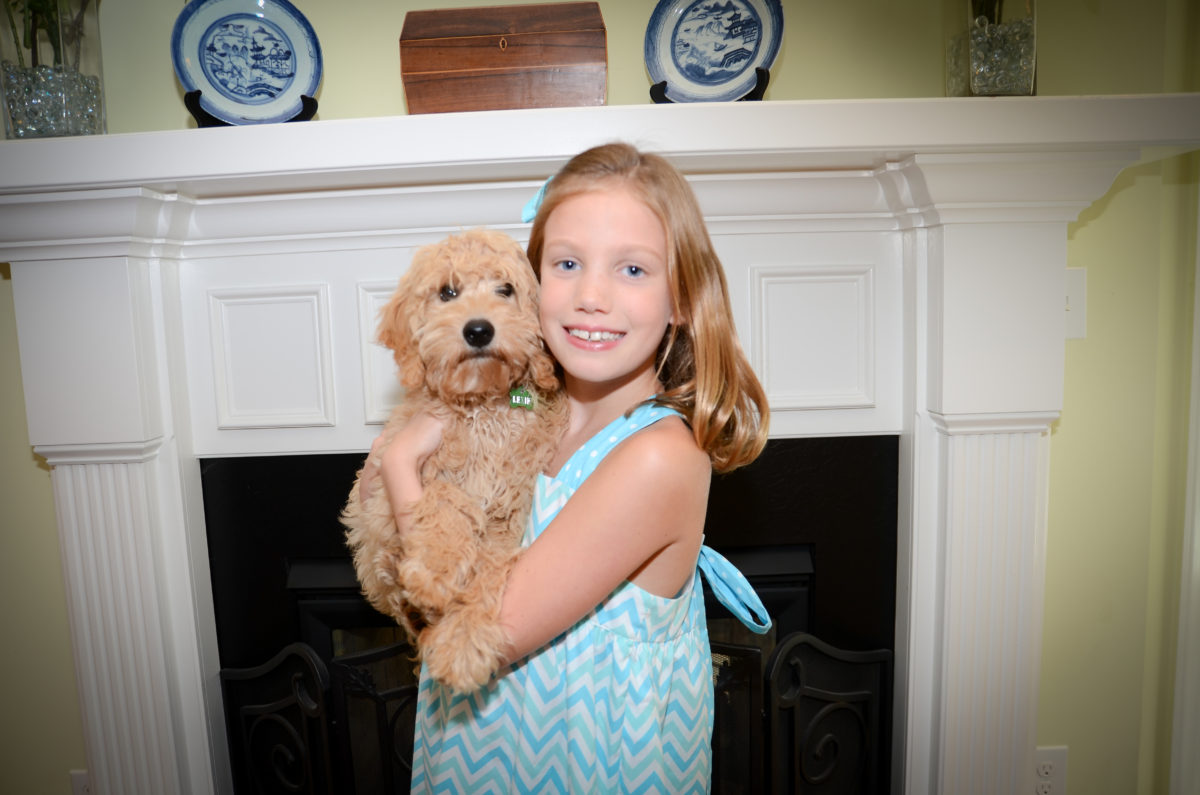 Lexie, Mini Goldendoodle Puppy, Being Held