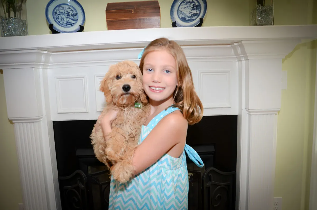 Lexie, Mini Goldendoodle Puppy, Being Held