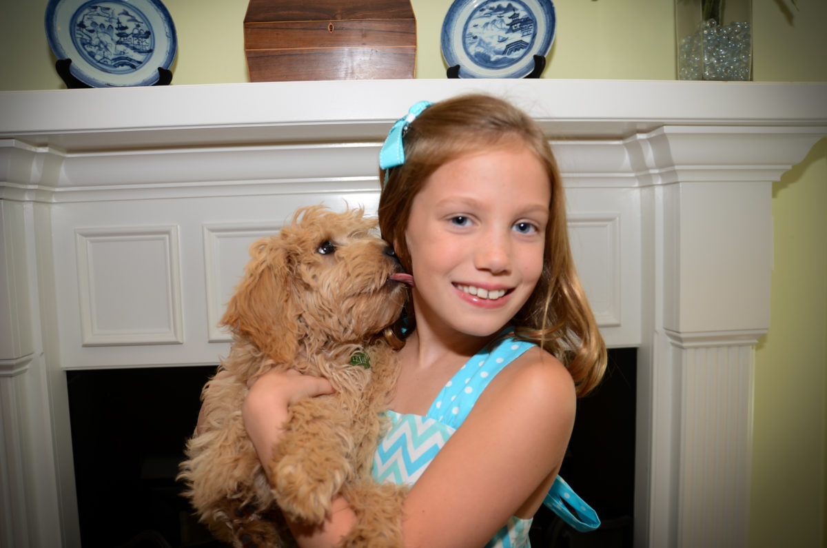 Why Are Goldendoodles (And Mini'S) So Popular?