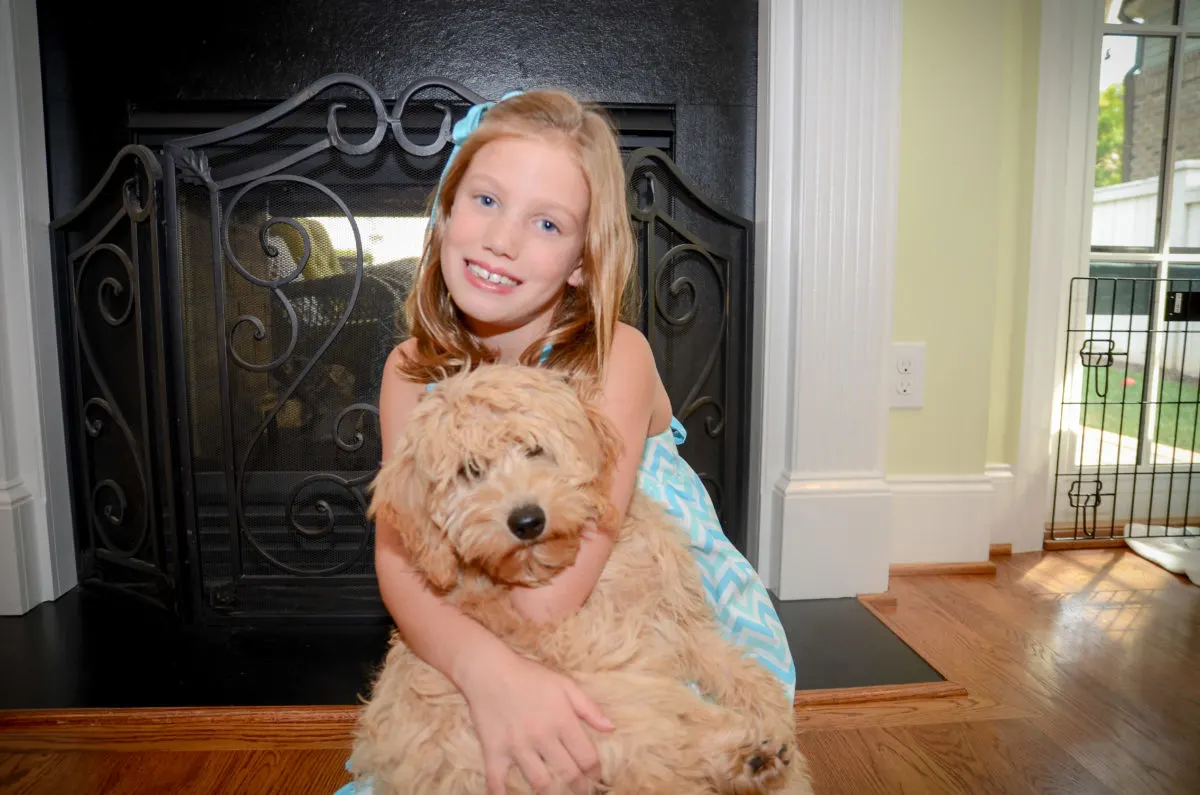 About 3 Are Goldendoodles Good With Kids? A Guide For Parents